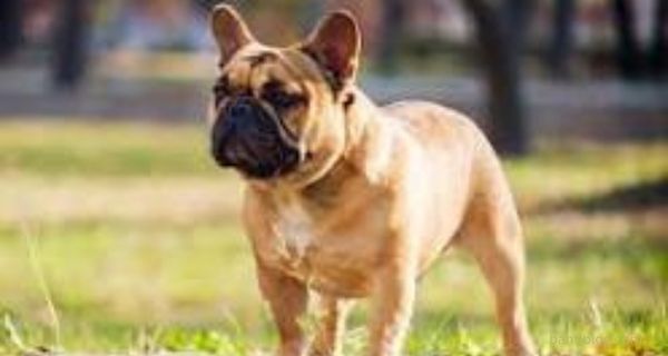 French Bulldogs  dog breeds in demand in America?-bantiblog.com