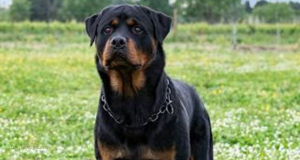 Rottweilers dog breeds in demand in America?-bantiblog.com