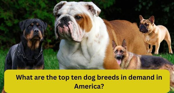 What-are-the-top-ten-dog-breeds-in-demand-in-America-bantiblog.com