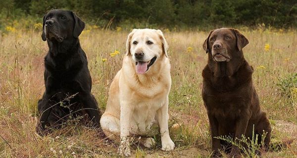 Labrador Retrievers dog breeds in demand in America?-bantiblog.com