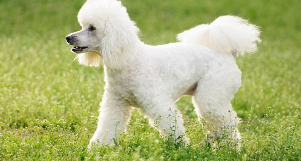 Poodles  dog breeds in demand in America?-bantiblog.com
